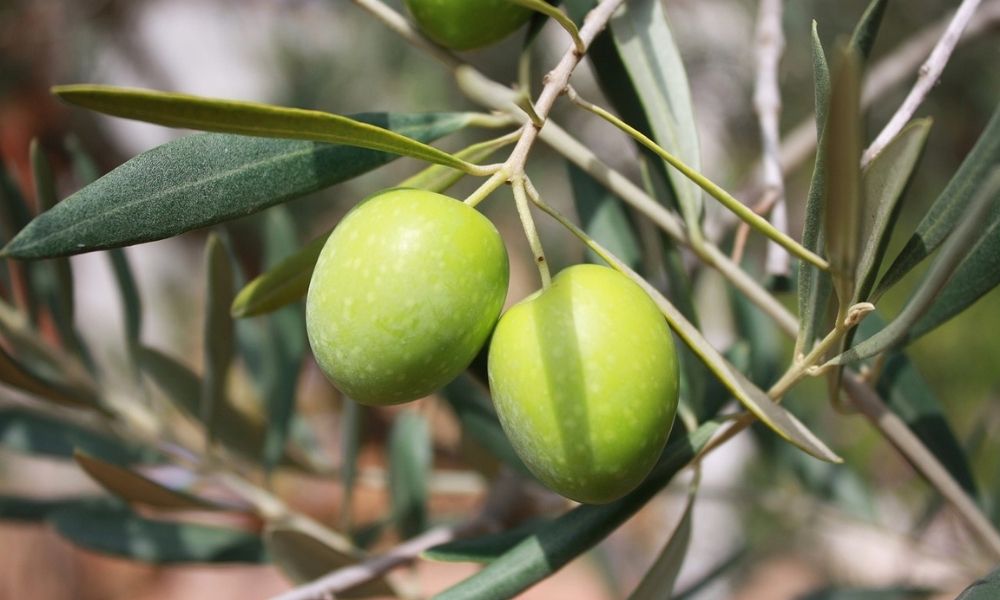 Calo della produzione olearia e rischio "offerte civetta": Salvatore Stingo parla a In Terris e RomaToday